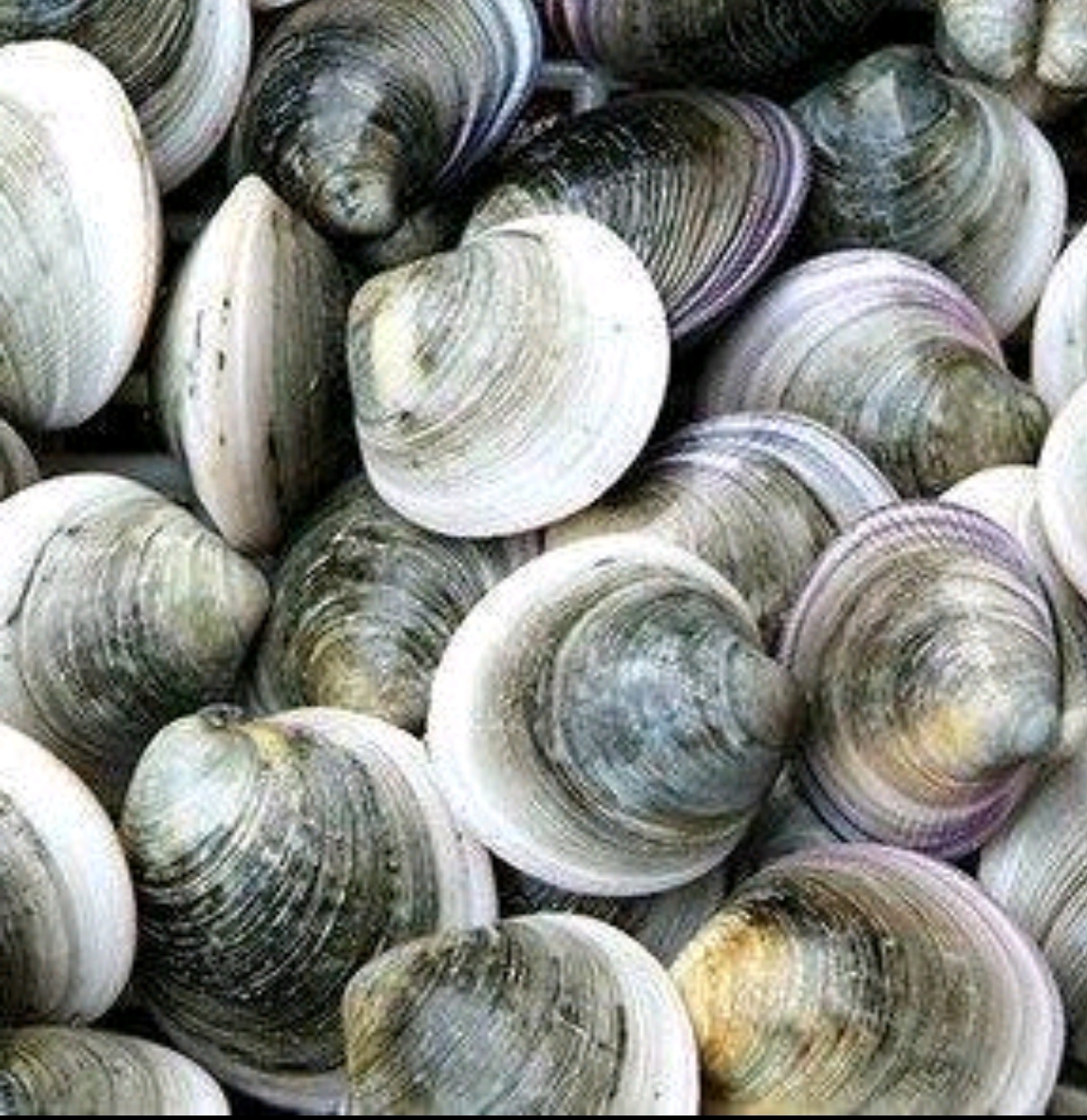 鲜活 青蛤 贝壳500g