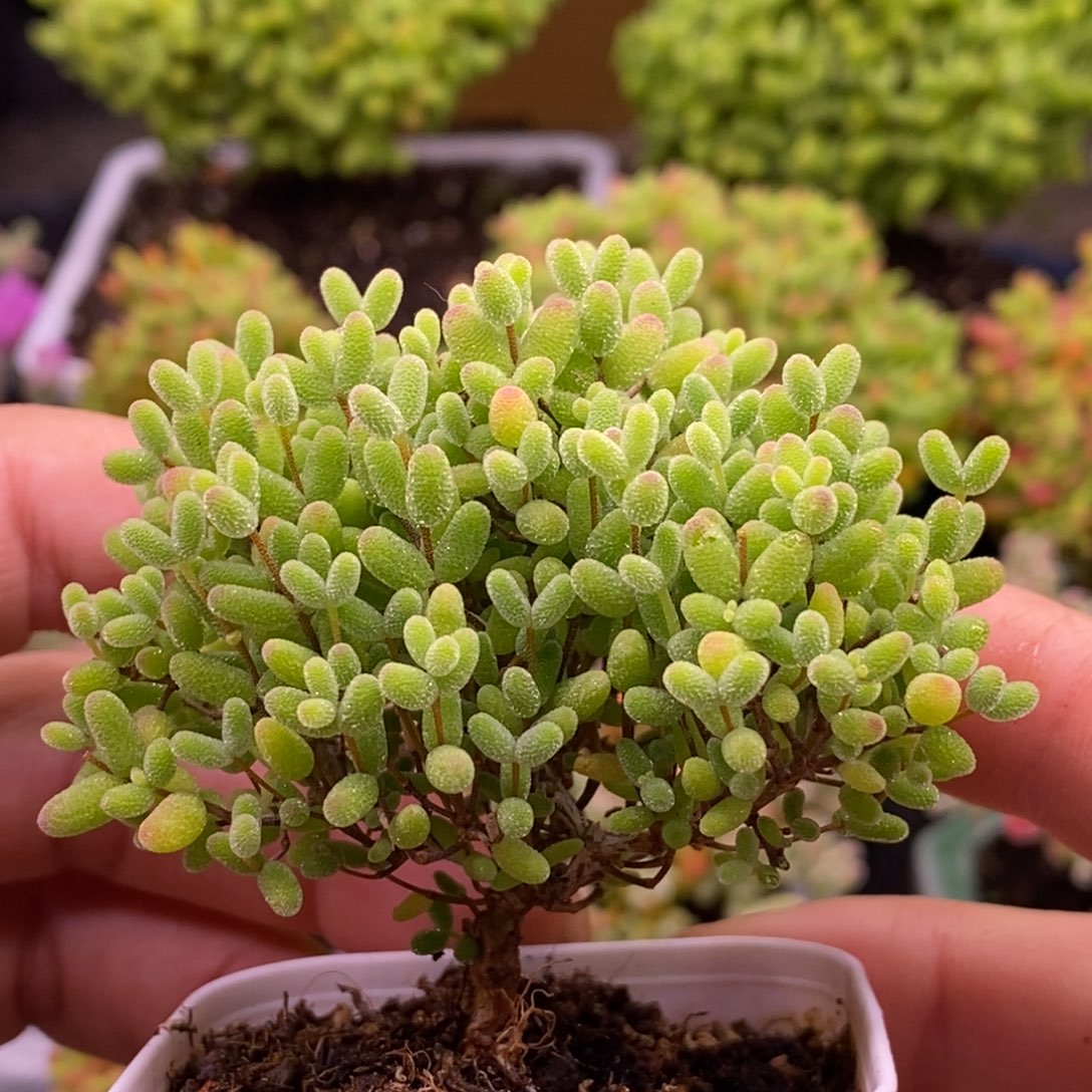 烟***辰236蜜橘糖球。    