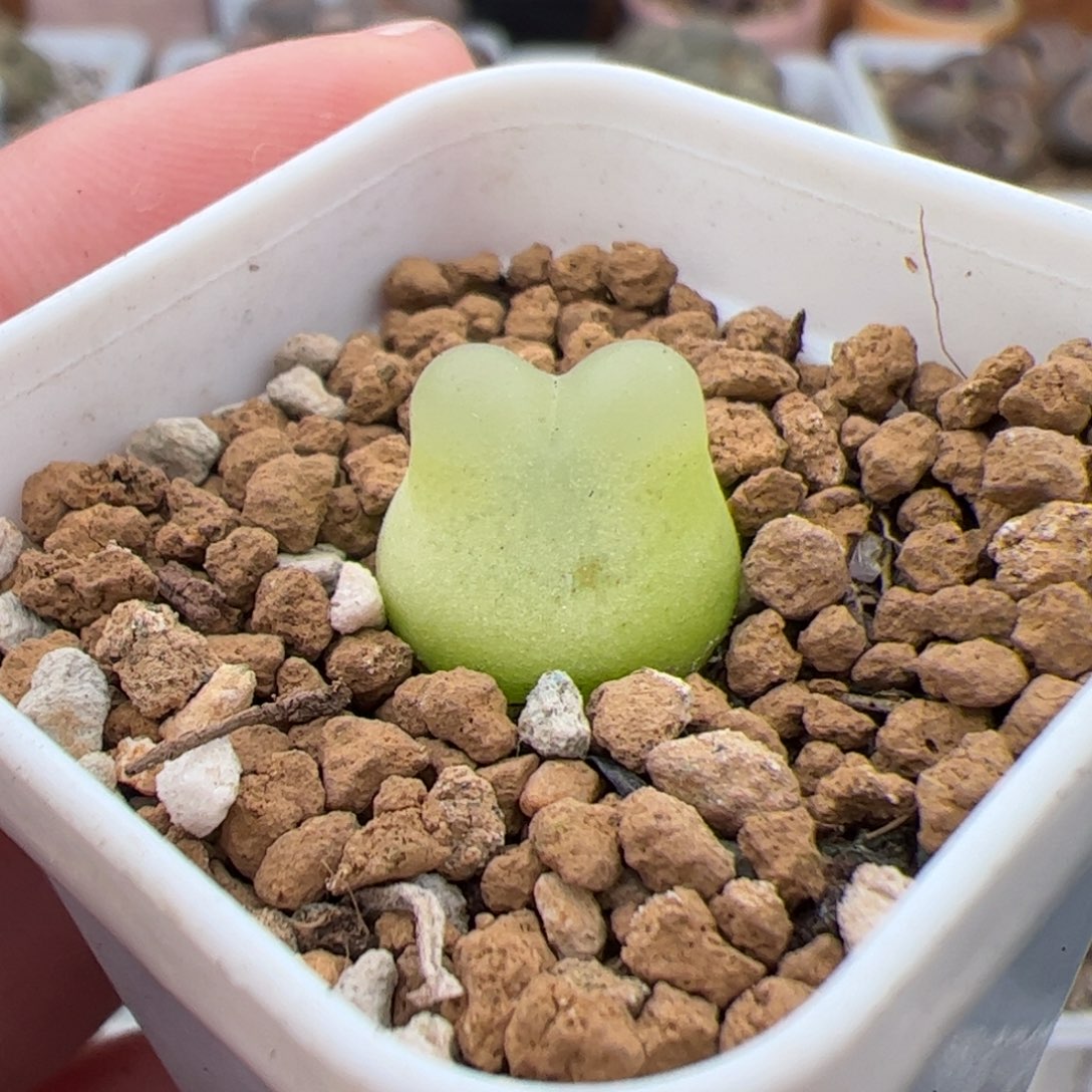 0385号拉登 多肉植物