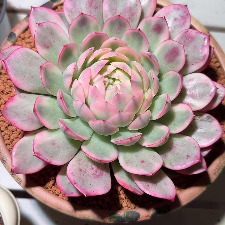 韩水晶锦多肉植物