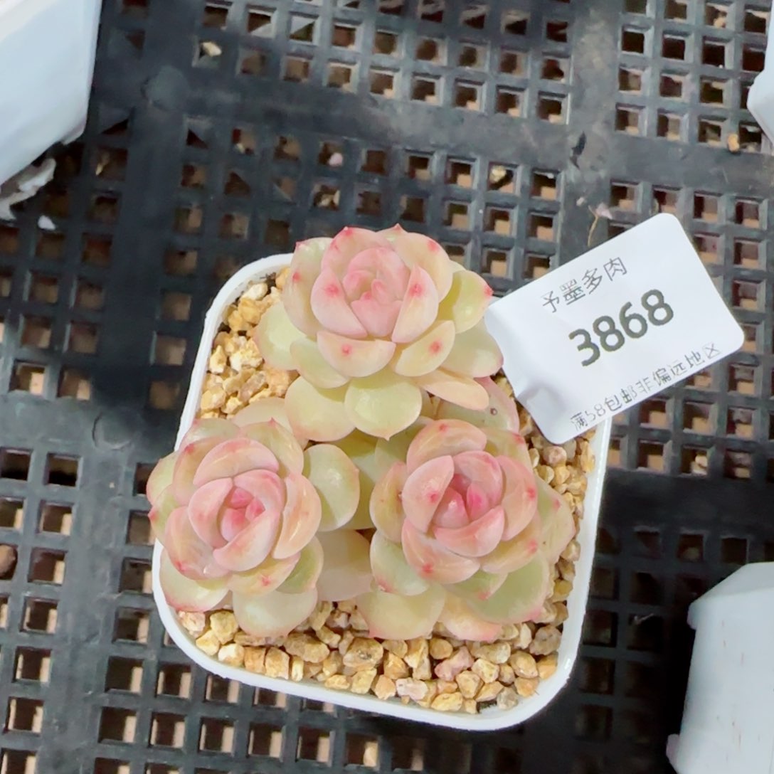 琴心，3868多肉植物