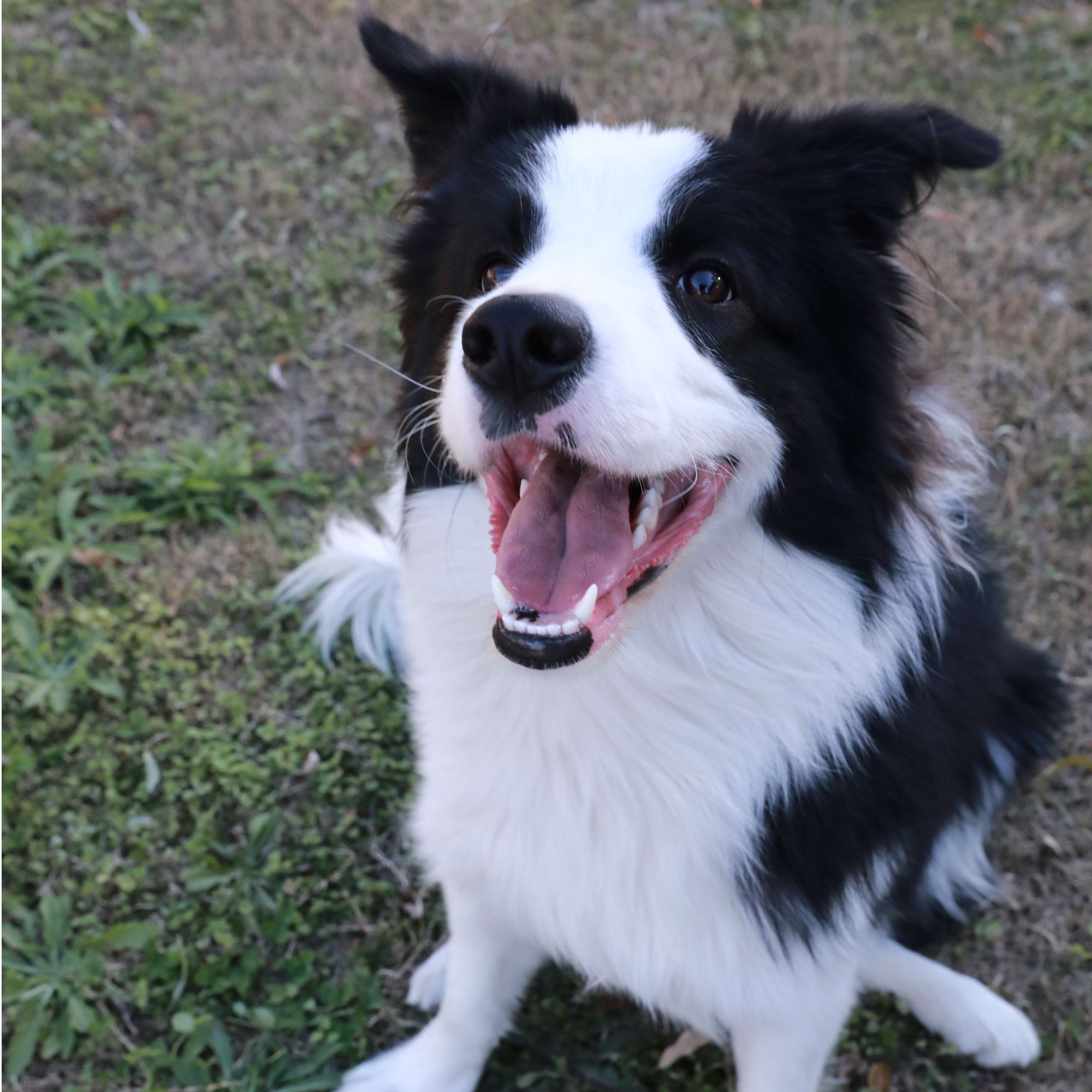 G犬用鲨鱼软骨素软锭 450g