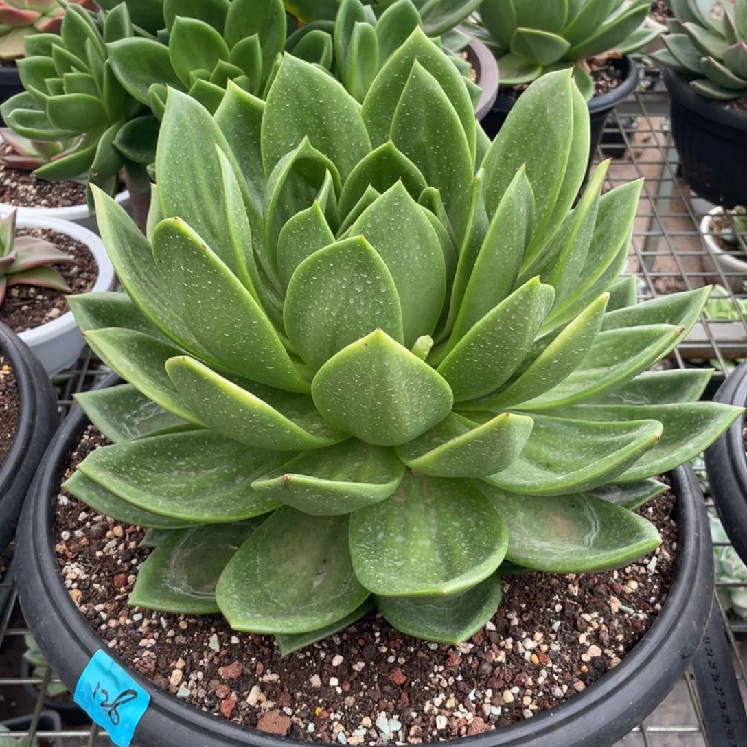 多肉植物多肉植物1111三十六