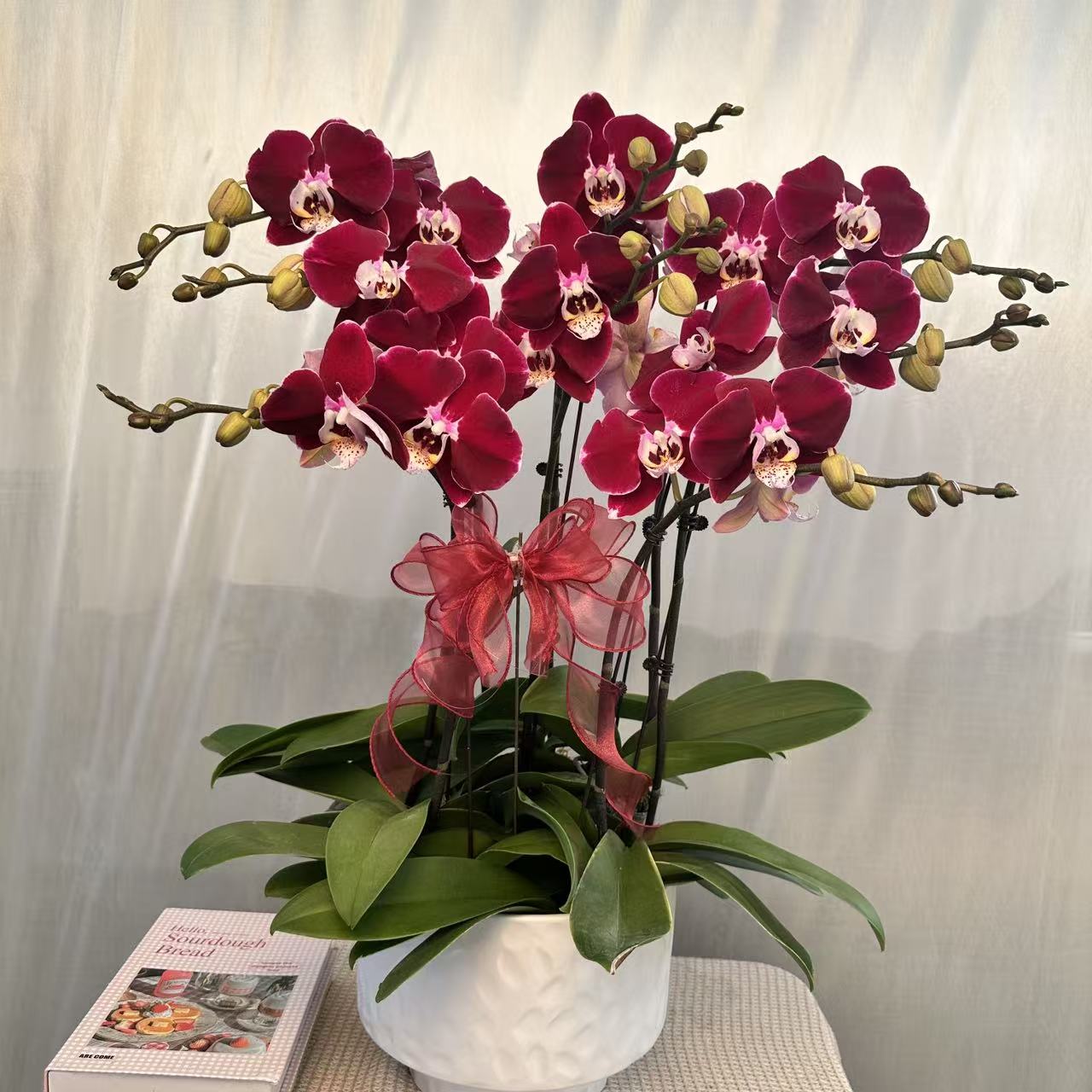 江南蝶【幻影】红色大花稀缺款蝴蝶兰年宵乔迁送礼必入耐开耐养耐活