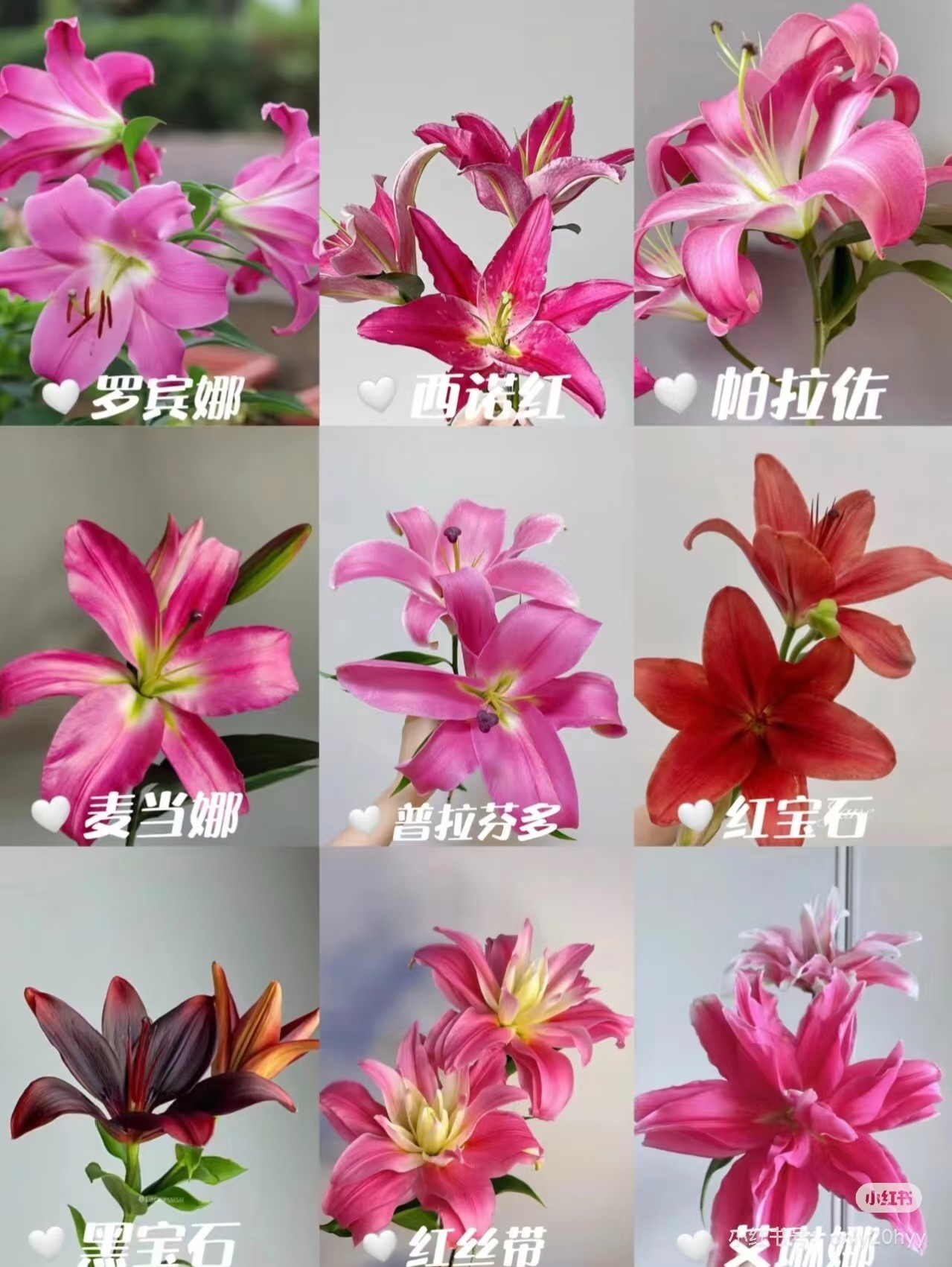 【香樟坊甄选】香水百合 现货直发