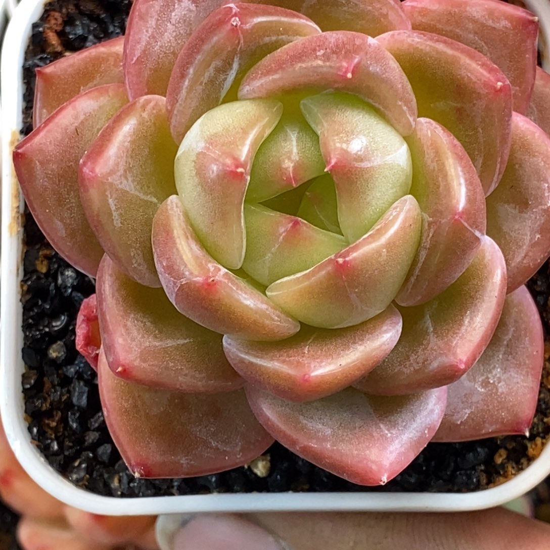 天官赐福百无禁忌