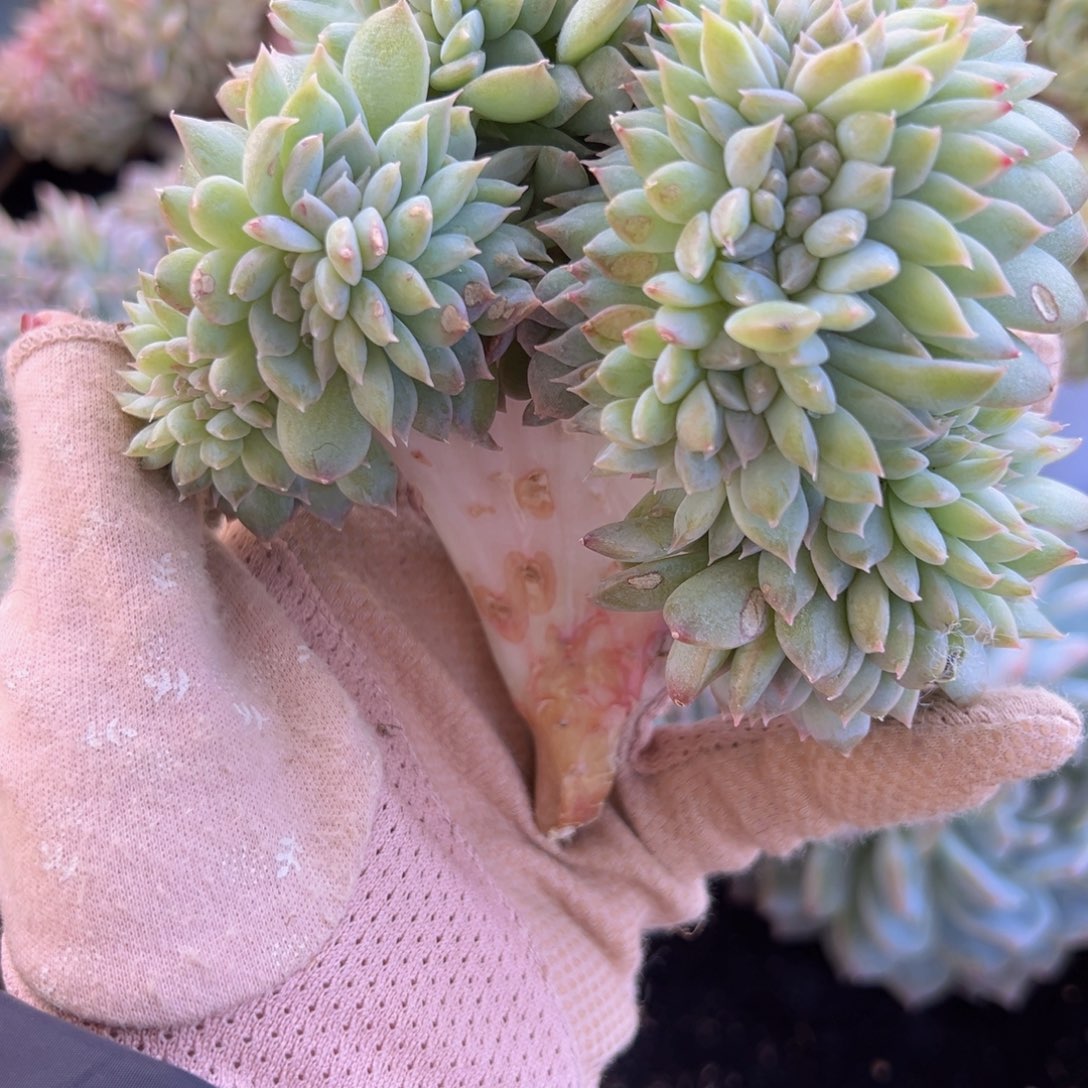 茂**6新年快乐冰魄新货