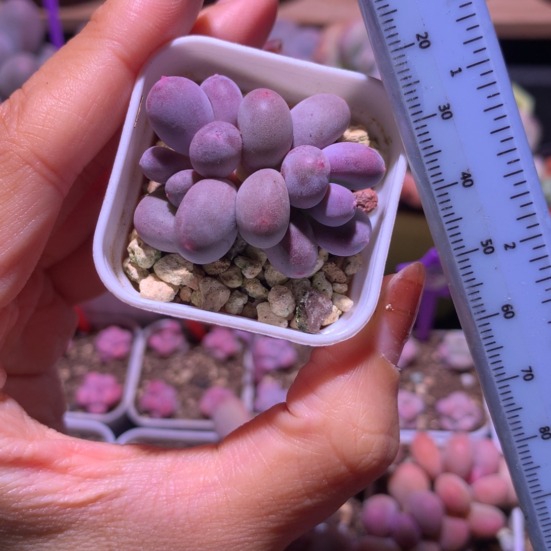 彩虹 小书肉奶酪多肉 