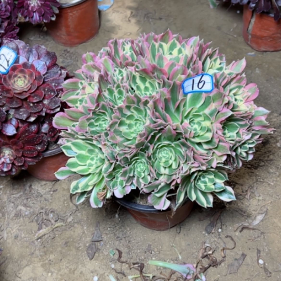 【闪购商品】多肉植物白凤16