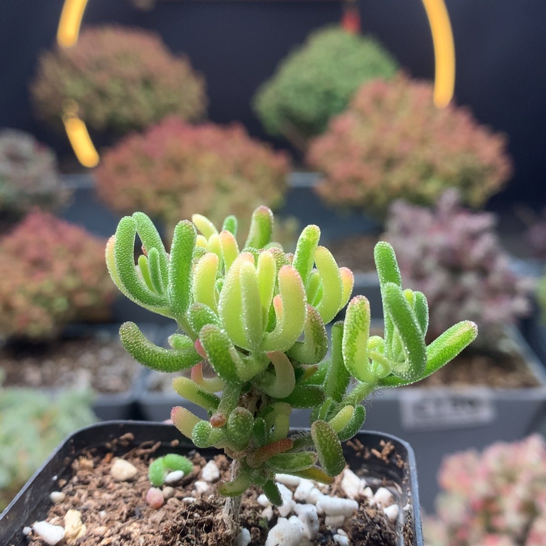 c098荧光兔锦枝干番杏