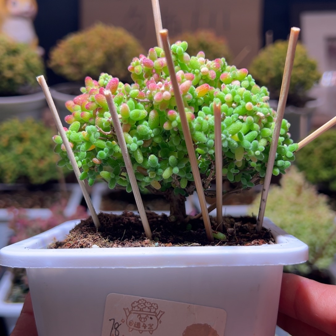 338蜜橘一物一拍包开箱