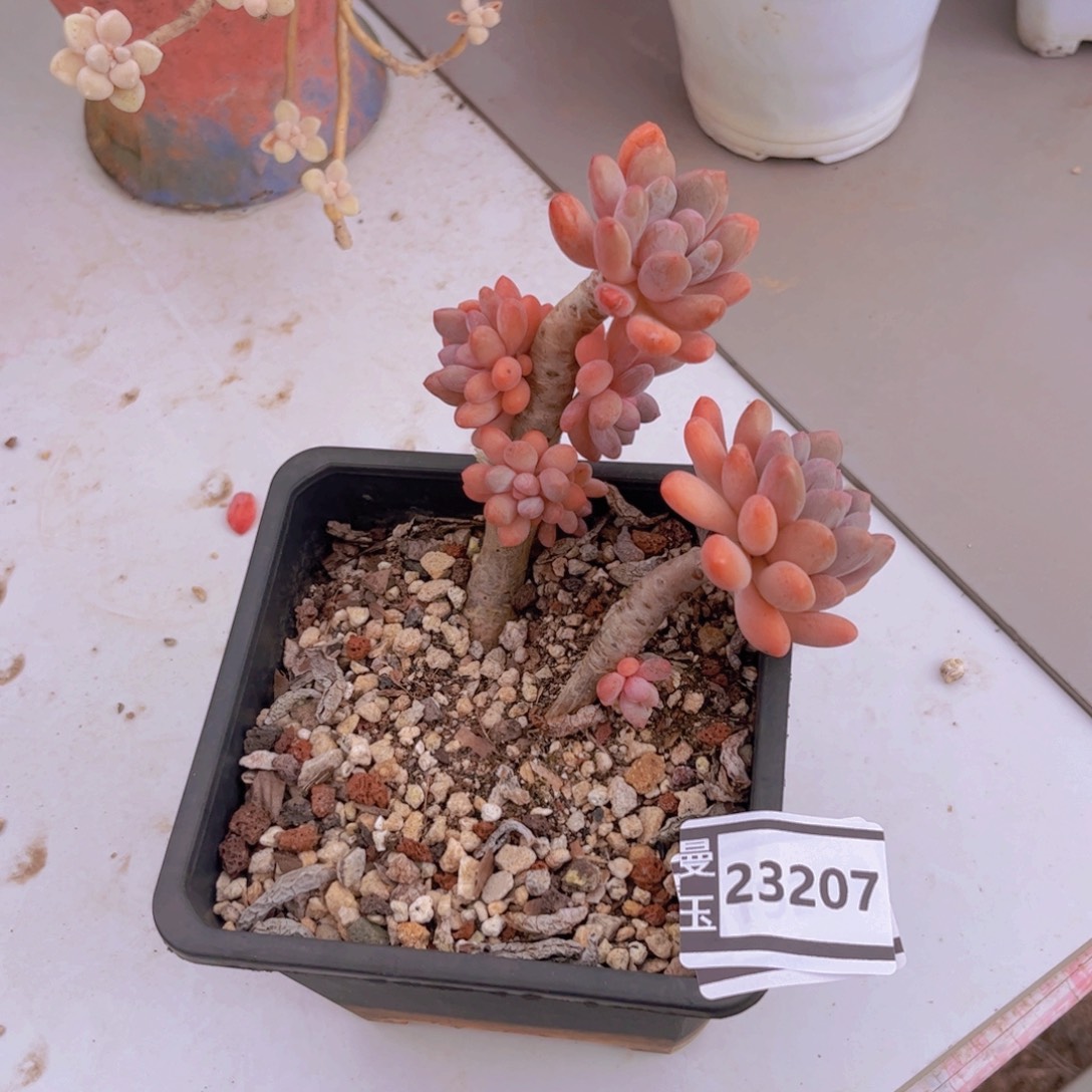 灯美人多肉植物23207