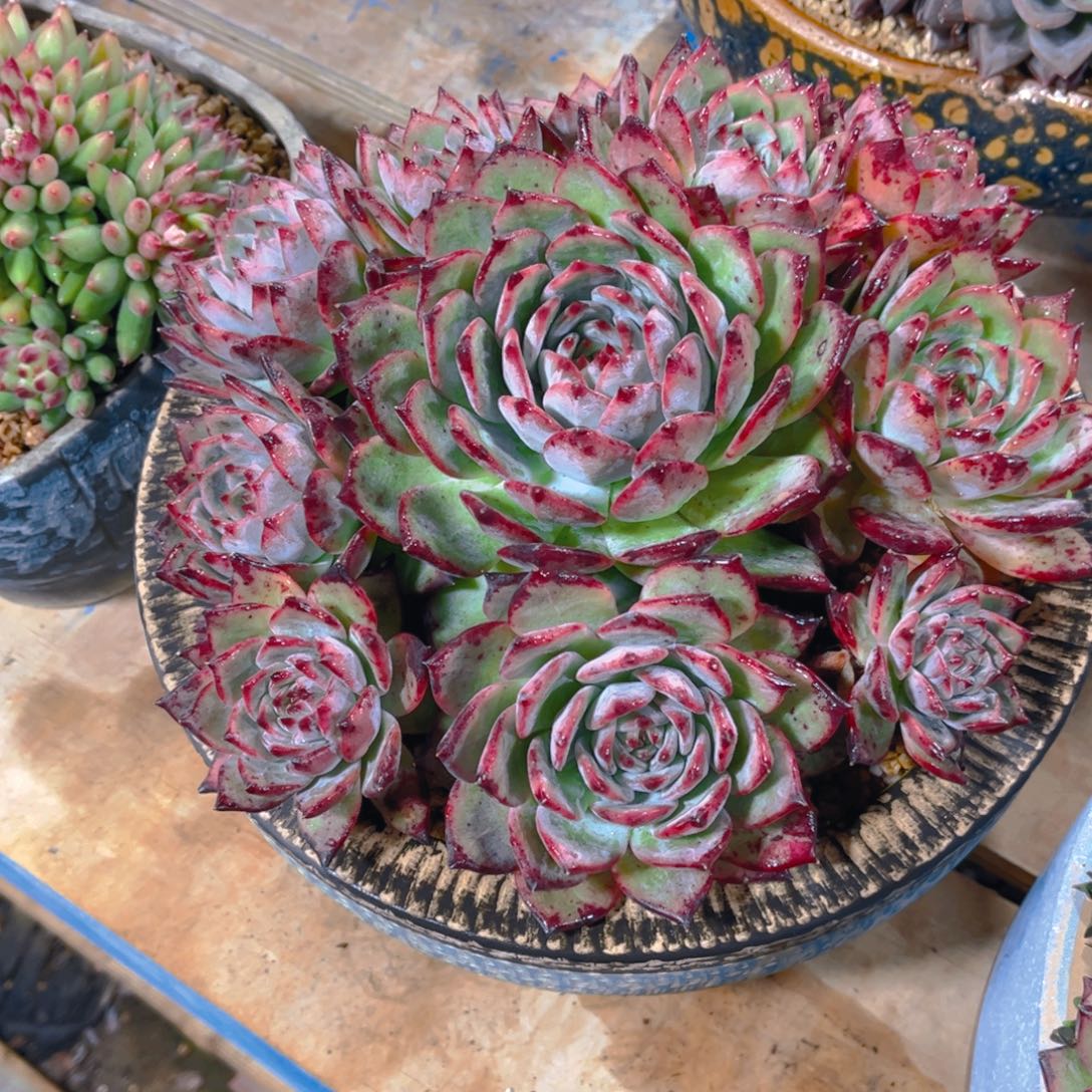 森***＊多肉植物保护研究所所长