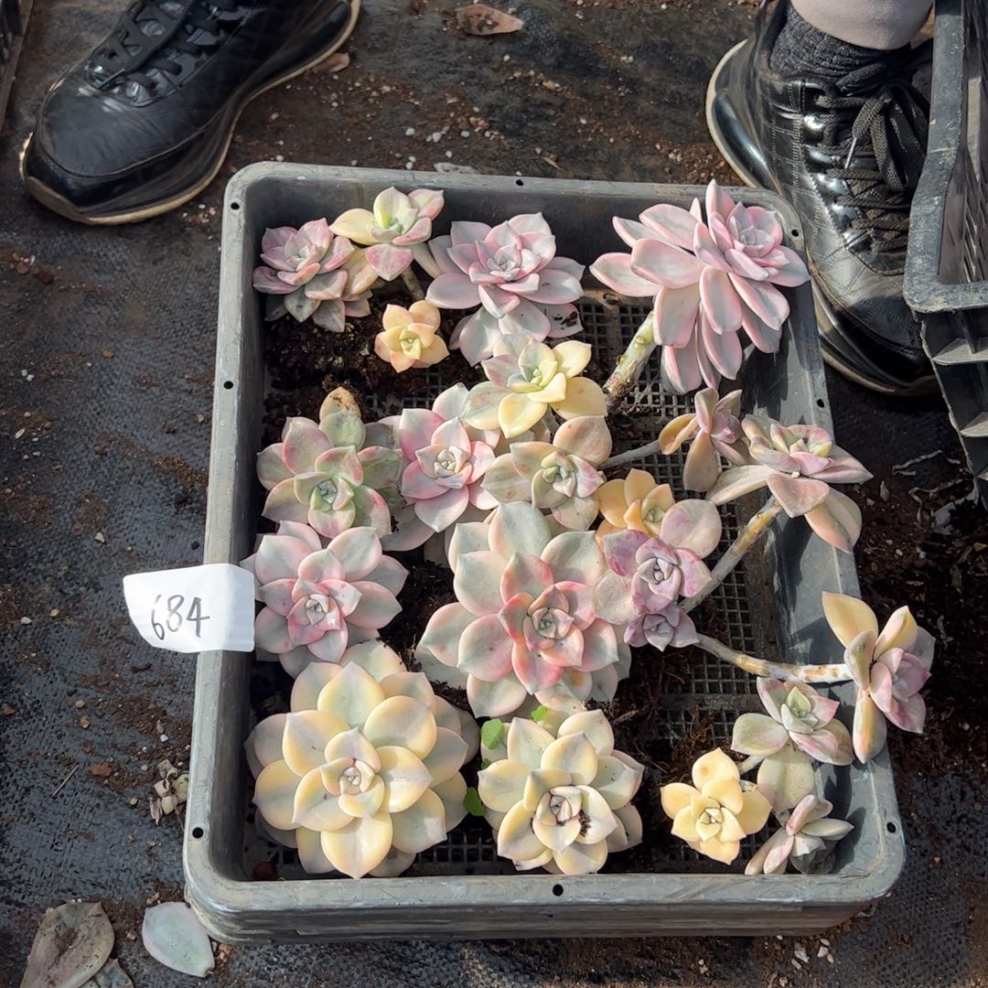 684紫乐锦老桩多肉植物