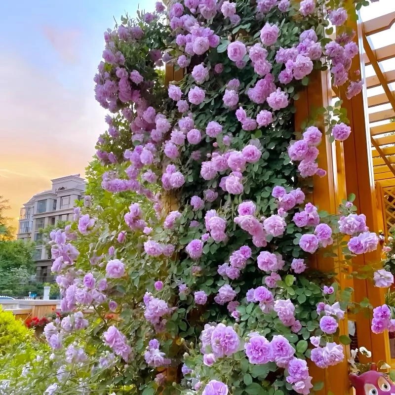 【蓝色阴雨】60-80cm月季花爬藤蔷薇垂吊花卉耐寒耐热庭院植物花卉