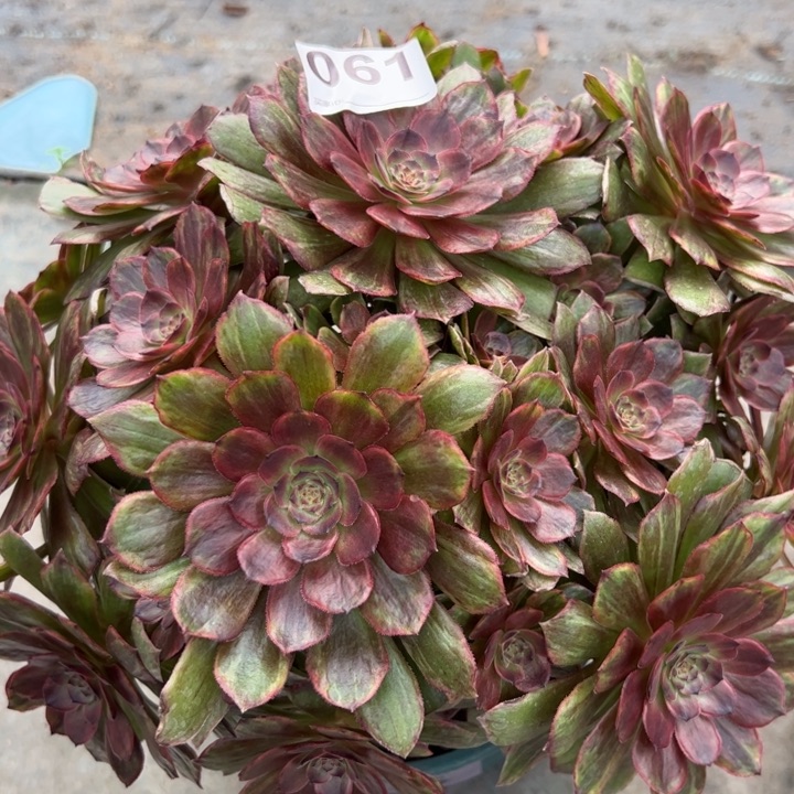 061红丝绒25厘米左右