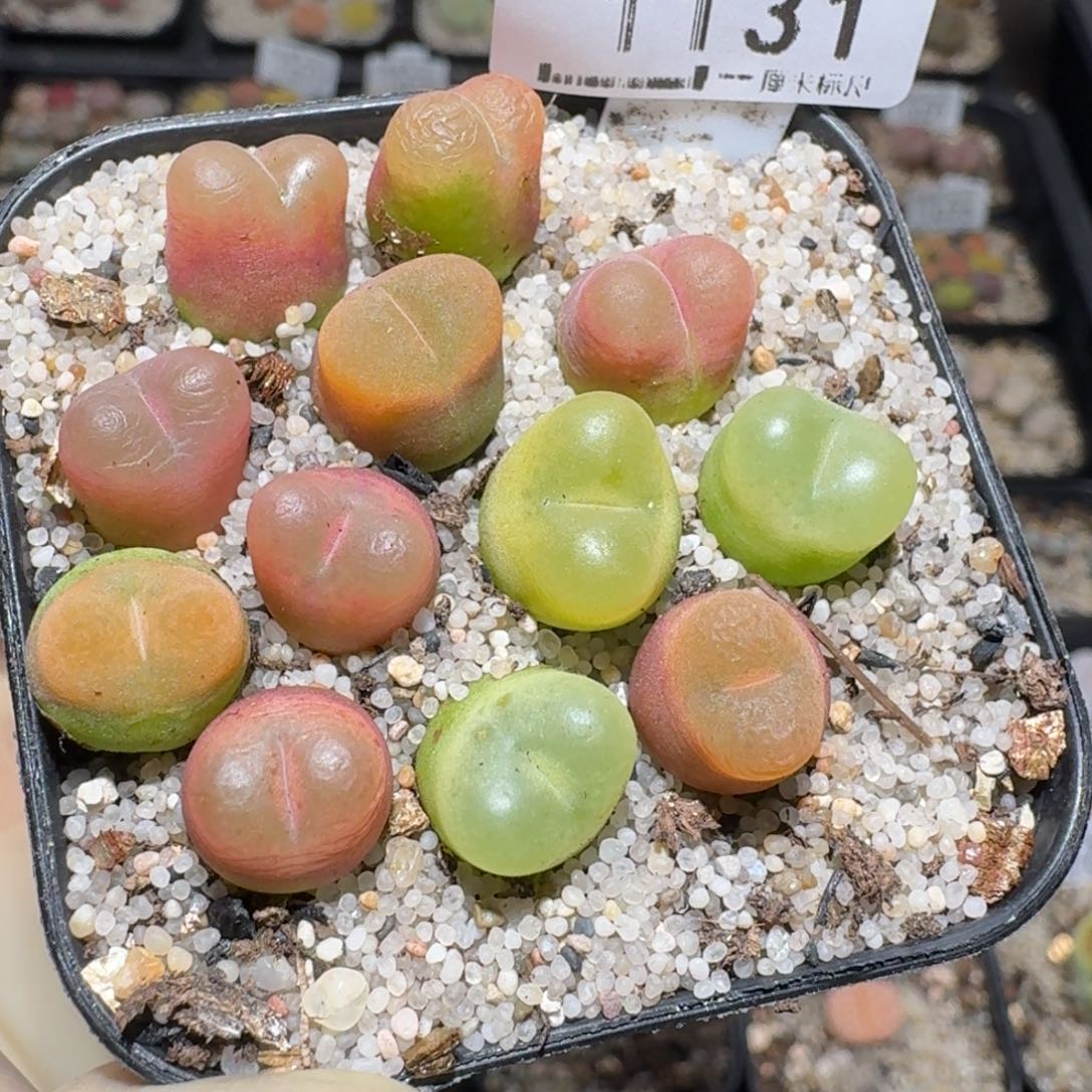 zzz好货也福利1131