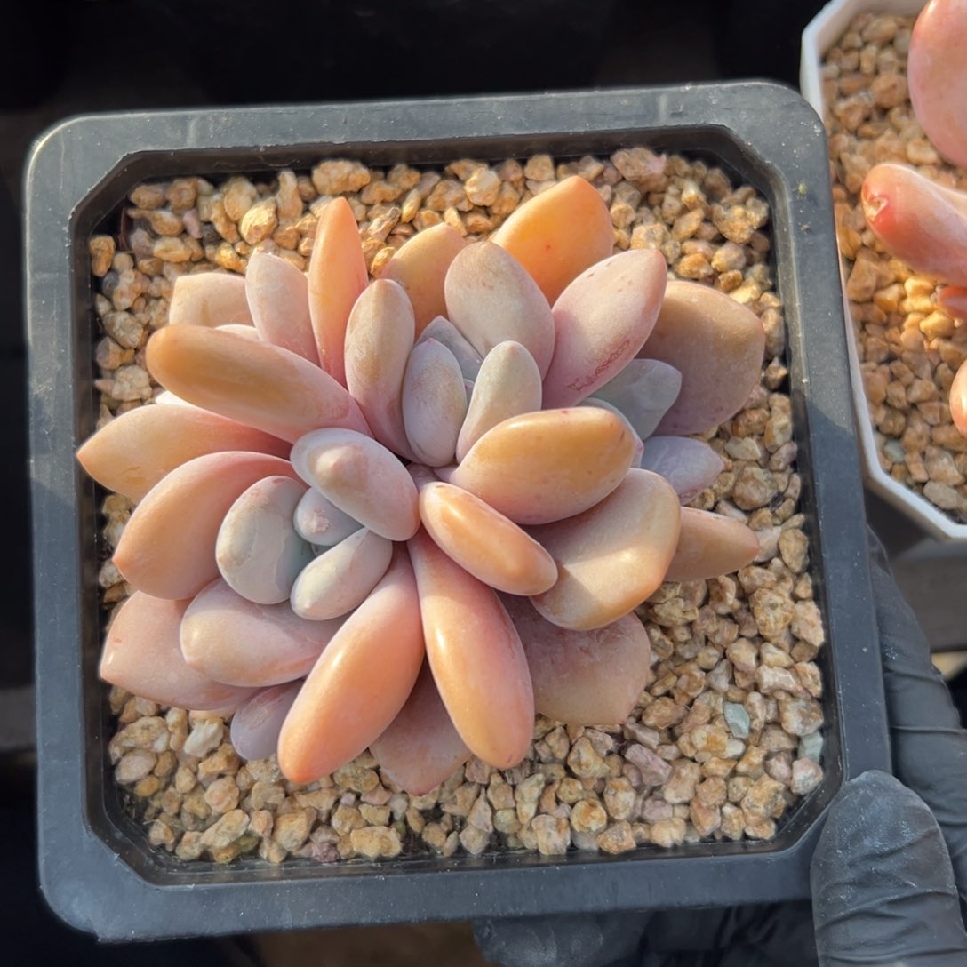 粉兔111111111111111