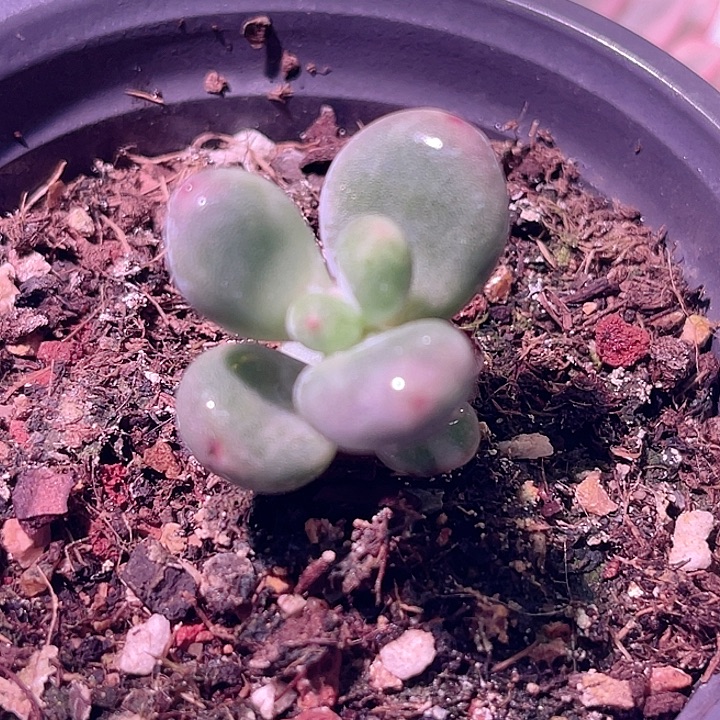 尚品园艺韩版奶酪锦底座