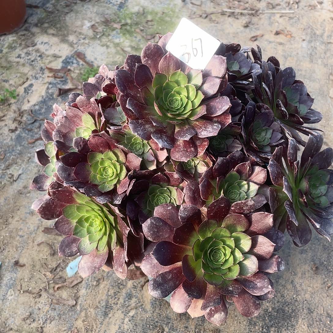 367法师植物黑魔