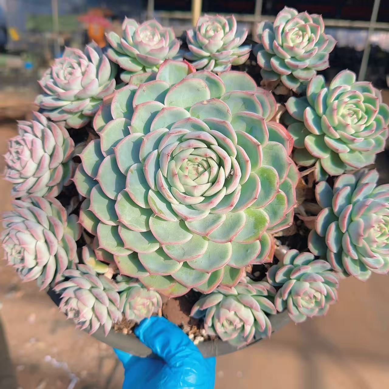 【粉水晶】 多肉植物 绿植盆栽