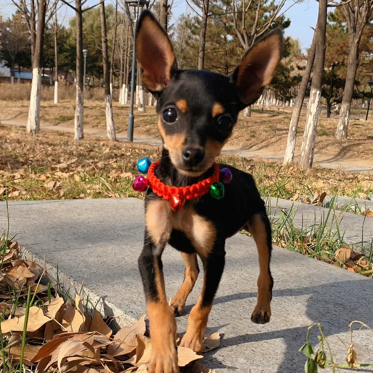 可爱编织铃铛狗狗项圈小型犬猫咪脖圈饰品