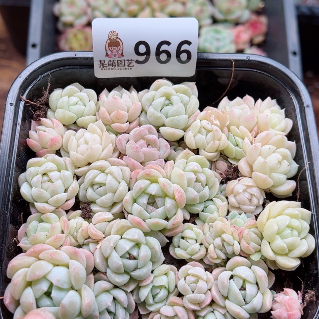 多肉植物多肉植物