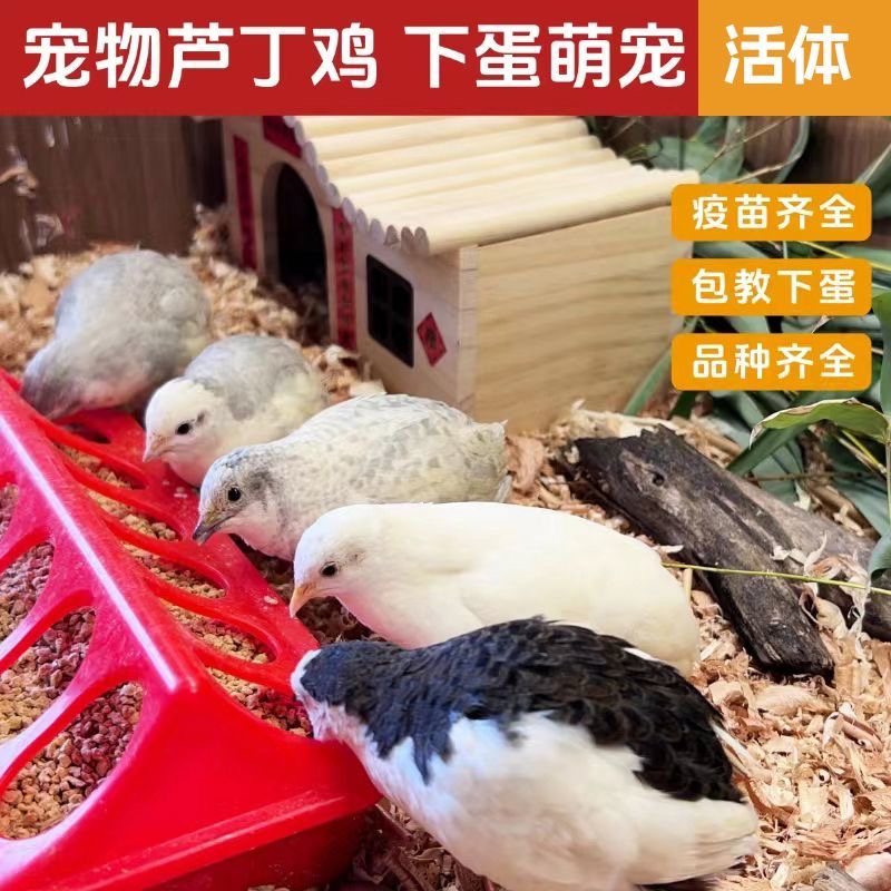 芦丁鸡青年鸡活体宠物鸡50 - 60天可产蛋包邮