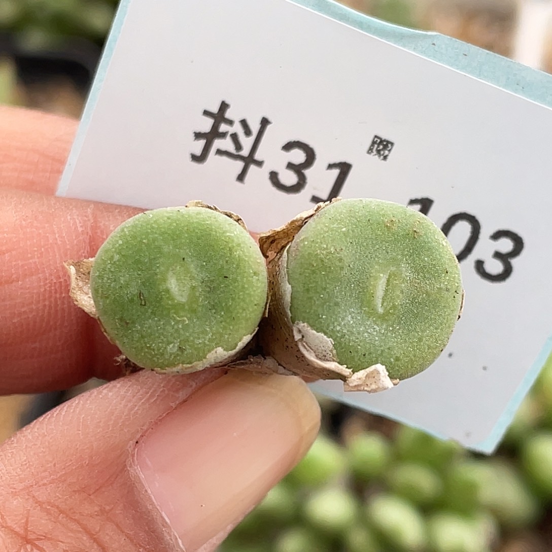 31-103毛钮扣多肉植物