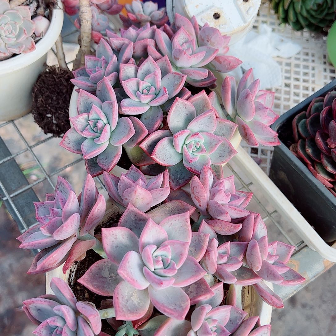 槟月多头造型精品特价