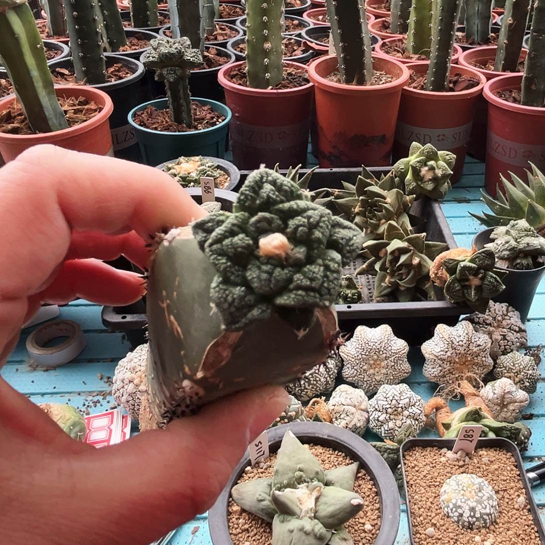 513辛顿牡丹新年快乐m