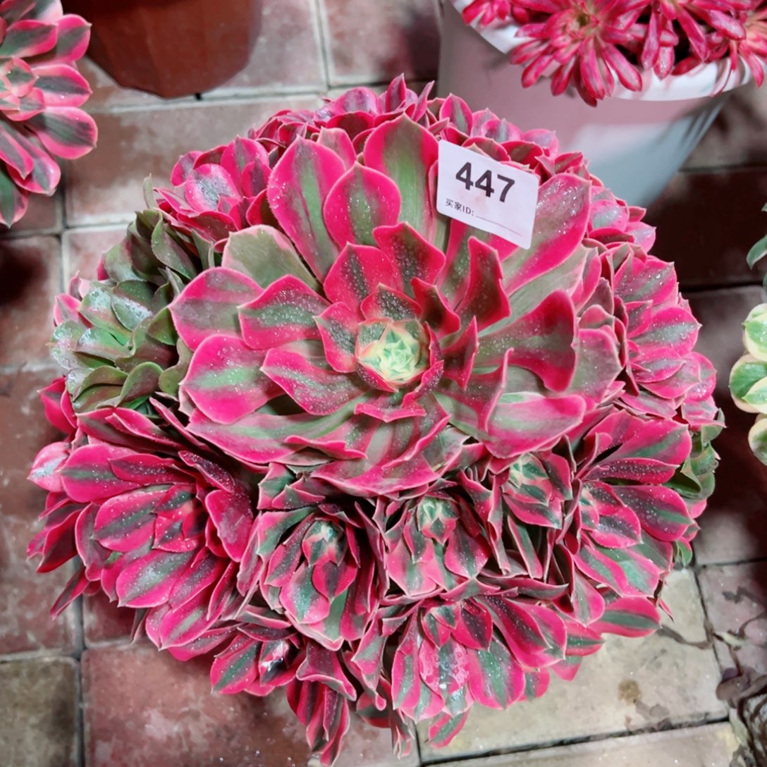 447红粉佳人法师多肉植物