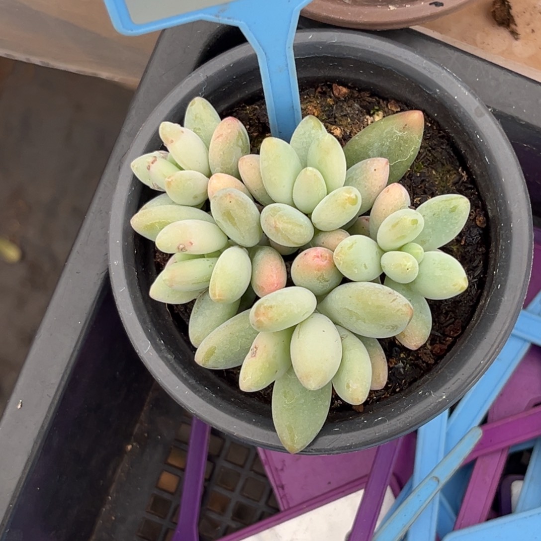 多肉植物白兰地群088