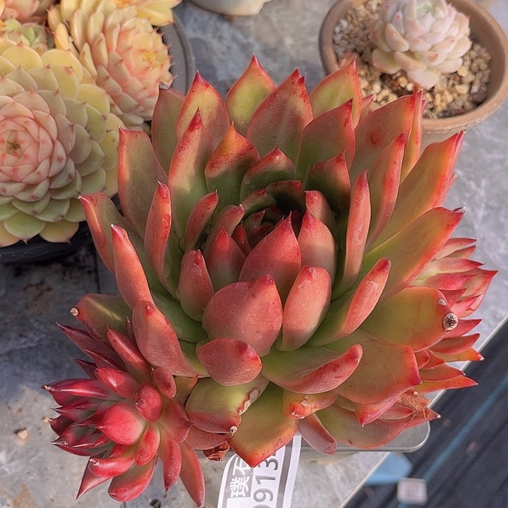 超弗09134多肉植物