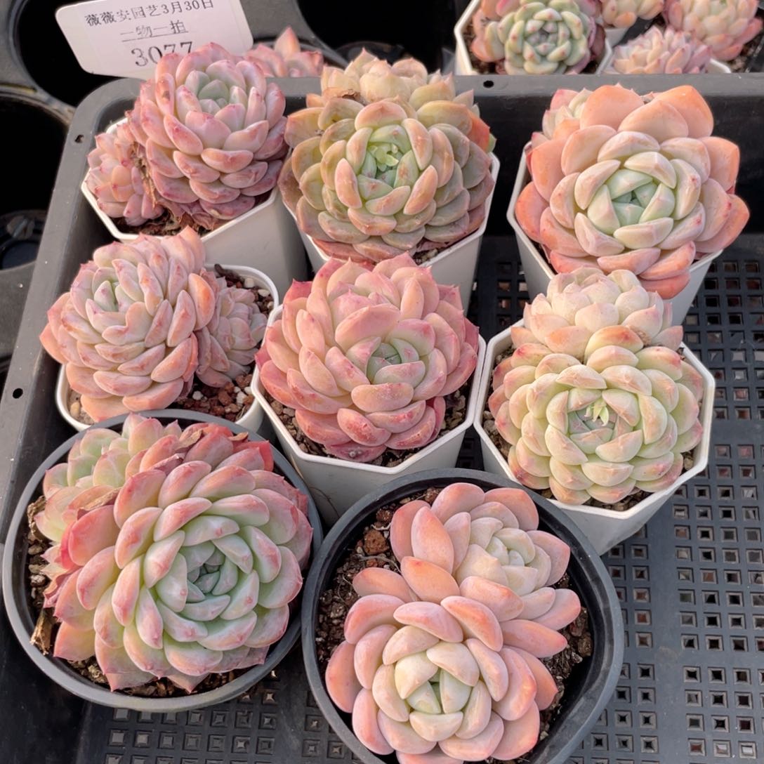 薇薇安园艺多肉3077