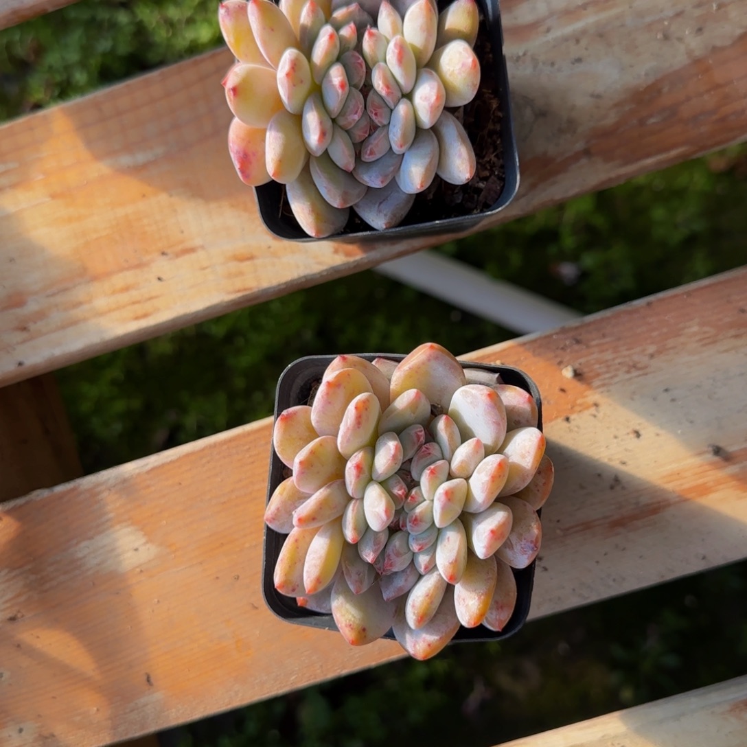 用***3日系缀化1个特价福利