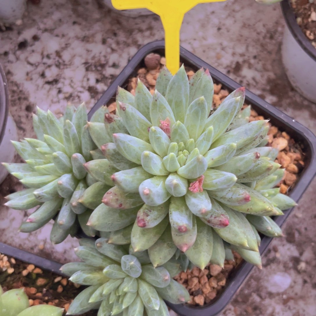 暗纹美人多肉植物210