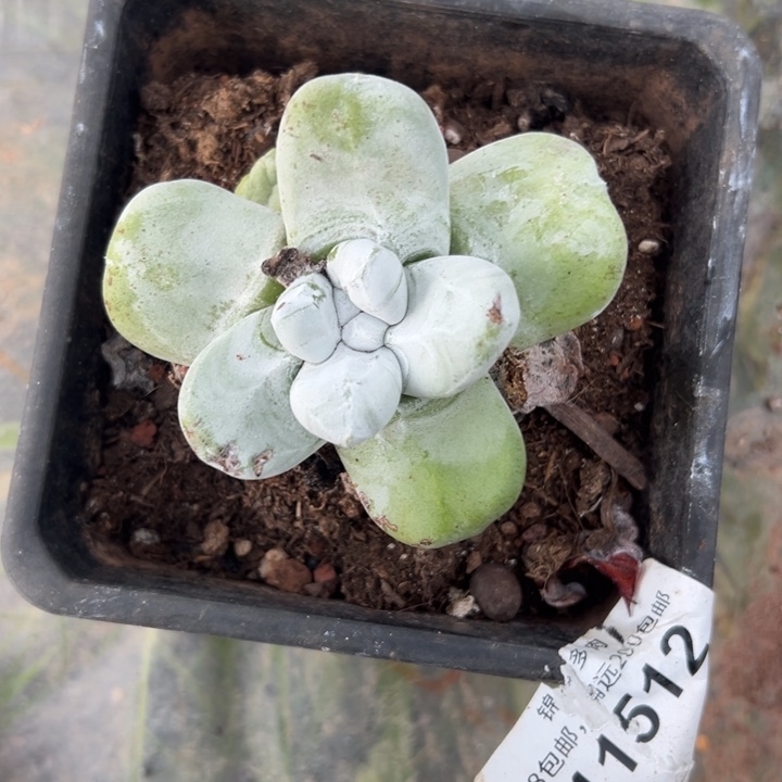 宽叶拇指～一物一拍296