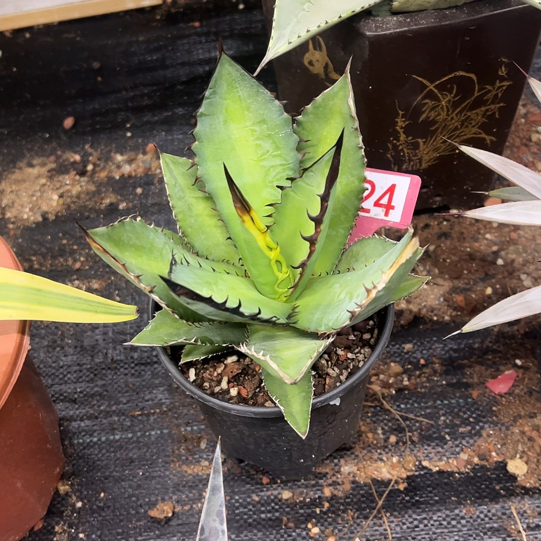 黑火焰仁王冠龙舌兰