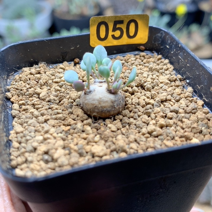 熔岩格加厚敦菊带盆多肉