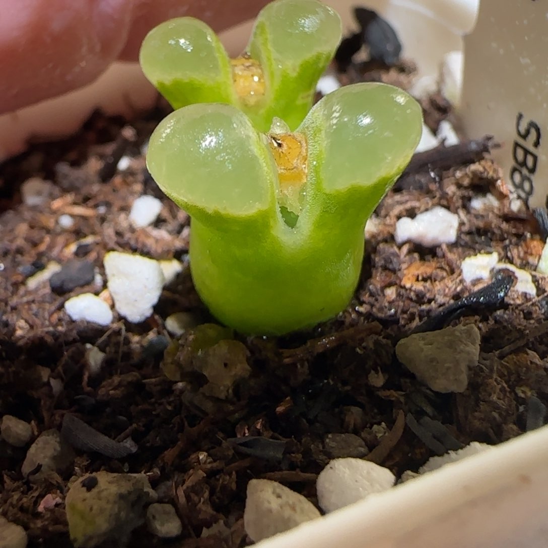 肉锥多肉植物百科-sb806极窗1204