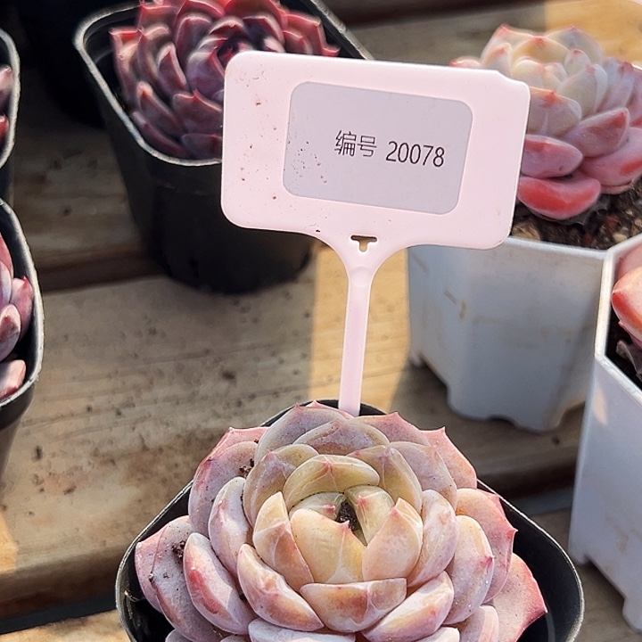 神***梦    糖心  20078号