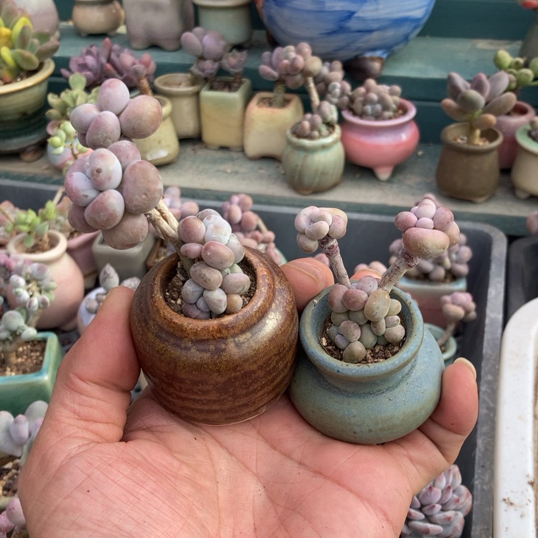 火***灵腰子桃蛋2颗带盆发货