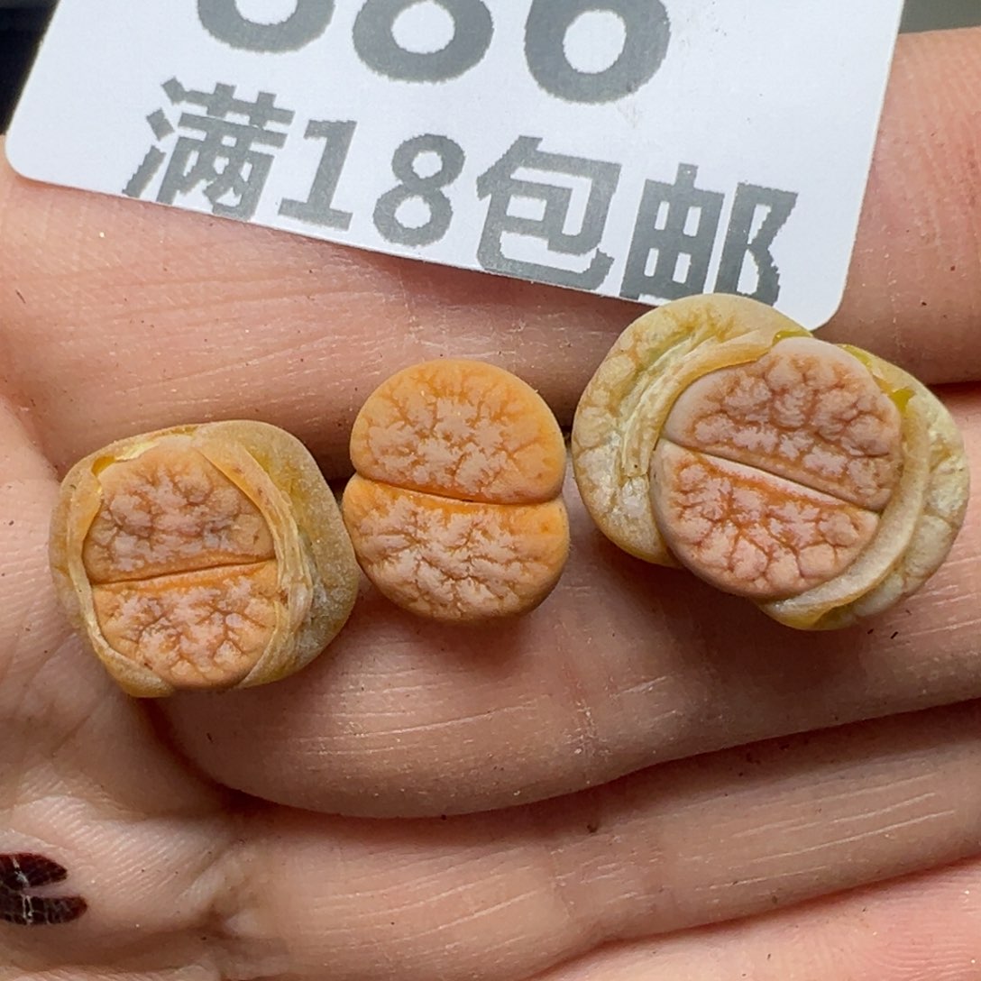 【闪购商品】886…..