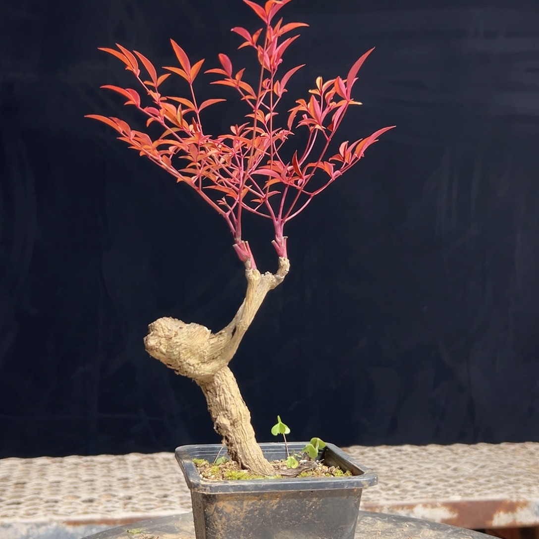 不开花植物B333333333