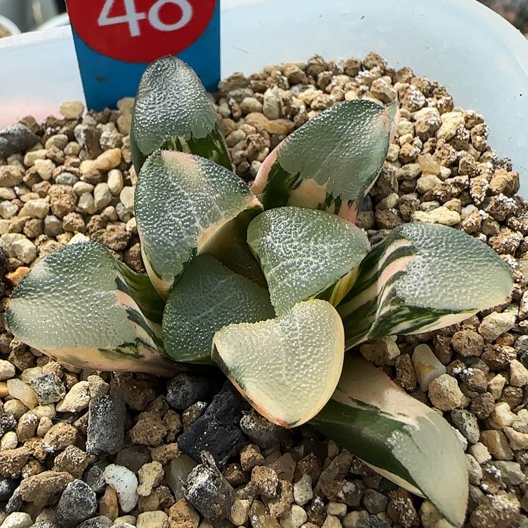 48号丸叶克锦一物一拍带盆土