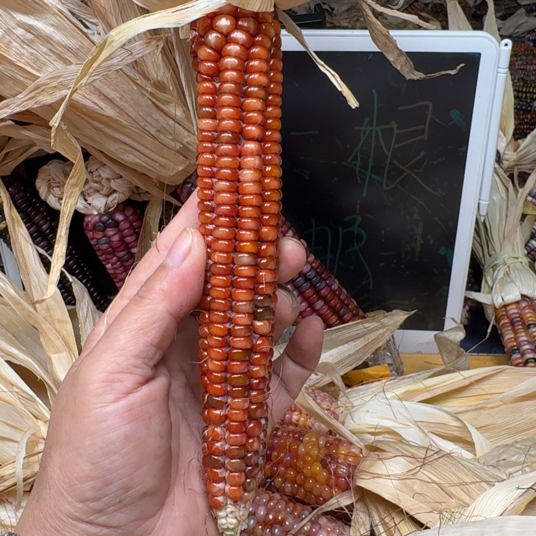 佩***姐柏香籽/百香籽吊坠