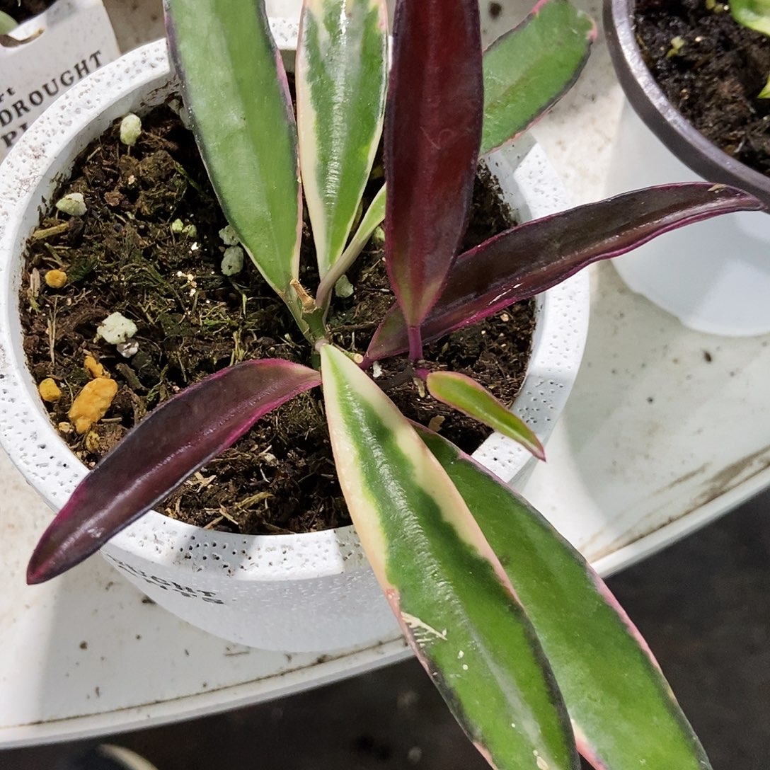 完全开放冰糖外锦球兰150