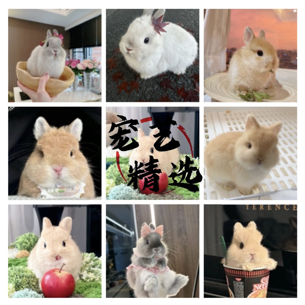 【星原】宠物活体、一物一拍