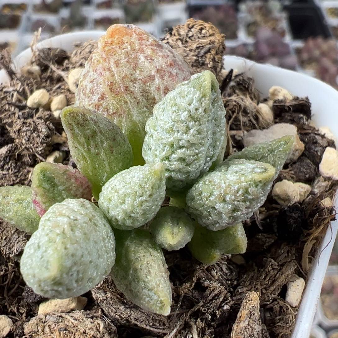 奶油冰激凌蜡笔小新多肉植物水泡